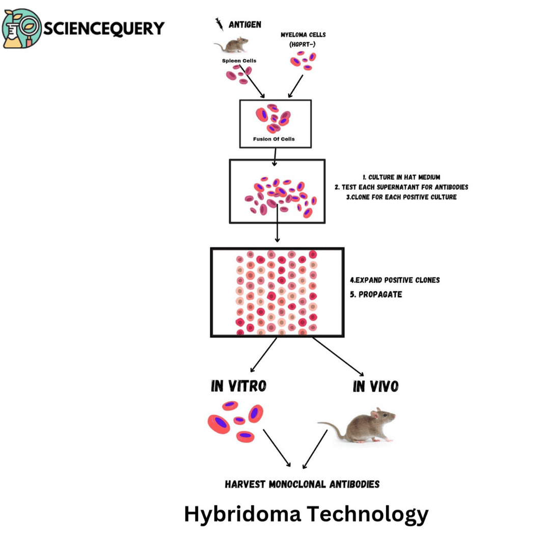 Hybridoma Technology Sciencequery