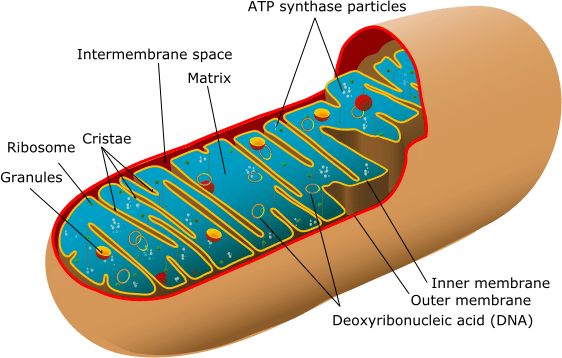 mitochondria powerhouse of the cell