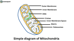 Simple diagram of Mitochondria