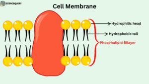Simple diagram of cell membrane