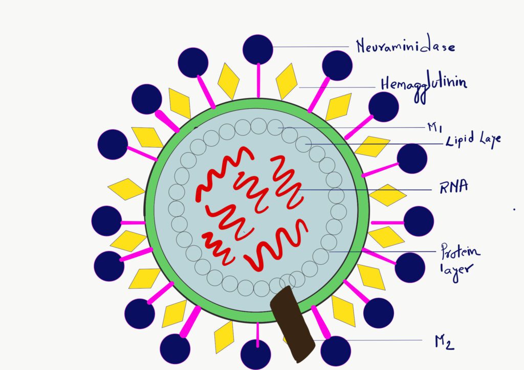 influenza virus: Types of viruses