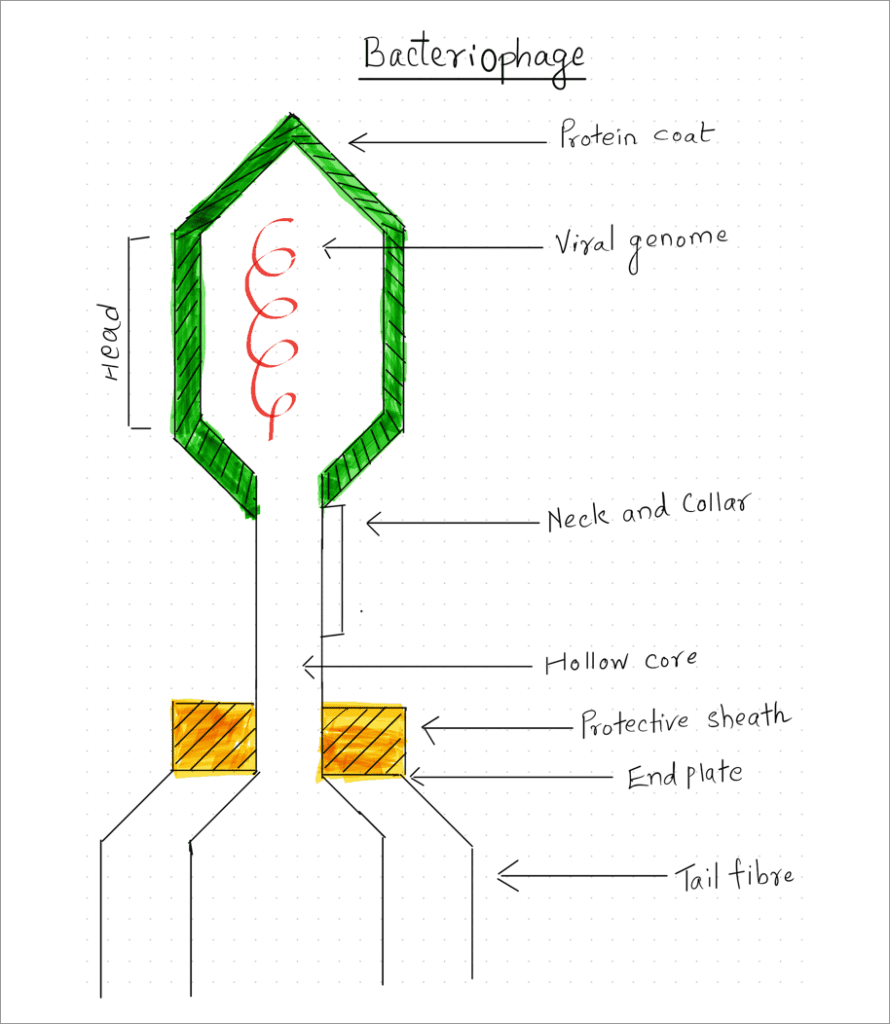 virus bacteria structure structure diagrams