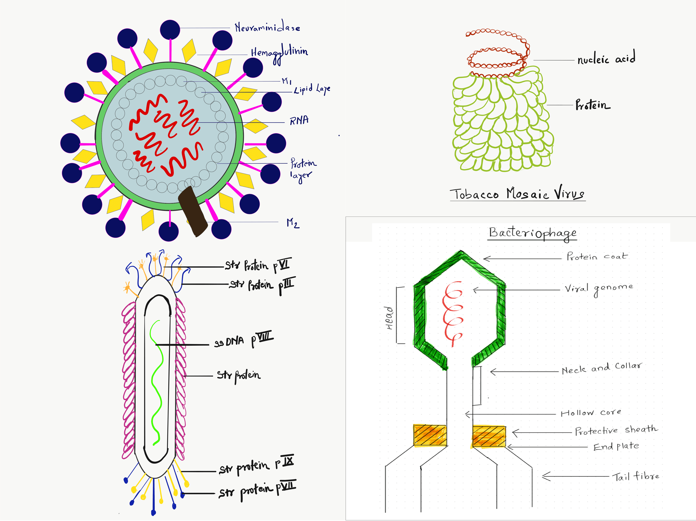 Types Of Viruses Structure Classification And Reproduction Science Query