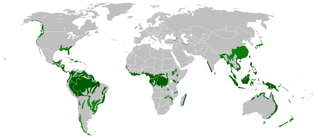 Tropical rainforest location