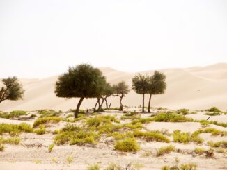Desert ecosystem types