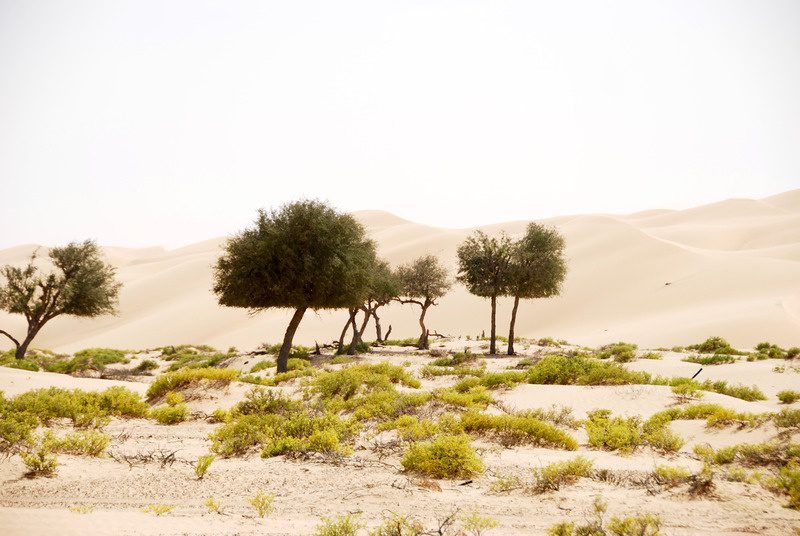 Desert ecosystem types