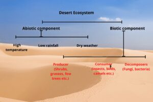 Components of desert ecosystem