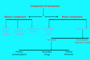 Components of ecosystem