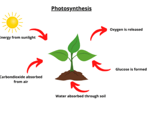 What is the definition of photosynthesis?