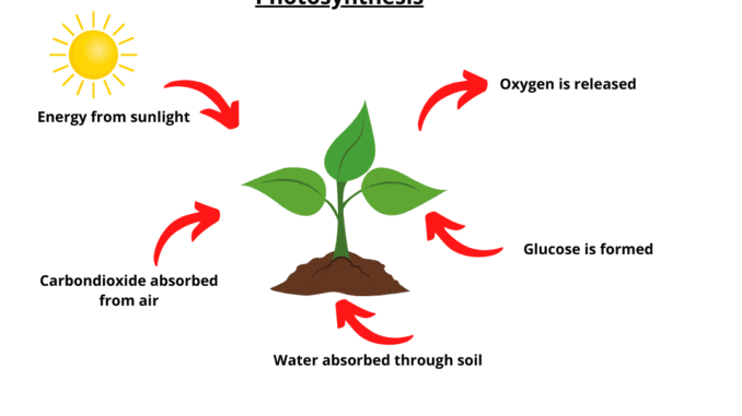 What is the definition of photosynthesis?