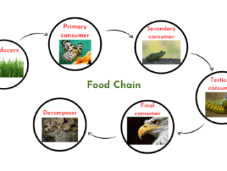 Food chain in ecosystem