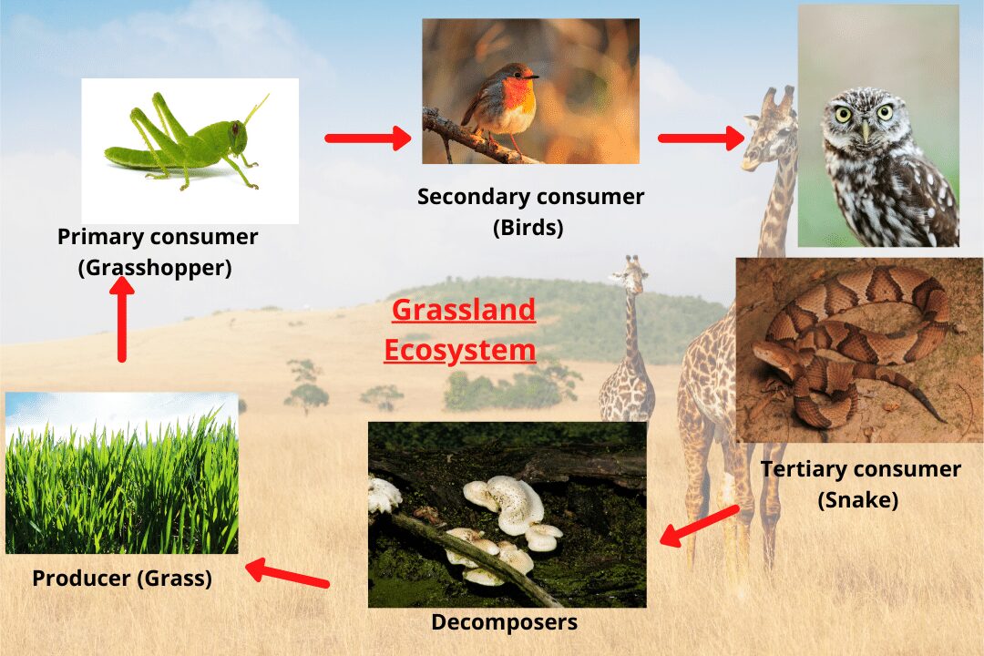Grassland ecosystem: Types, biotic and abiotic factors | Science Query