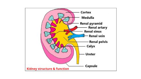 Kidney structure and function