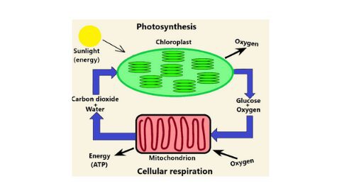 Photosynthesis vs cellular respiration