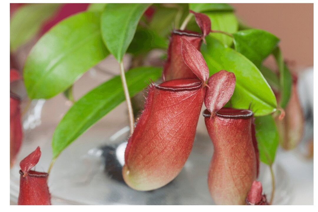 what-is-a-pitcher-plant-sciencequery