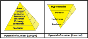Pyramid of number