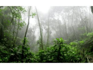Rainforest ecosystem