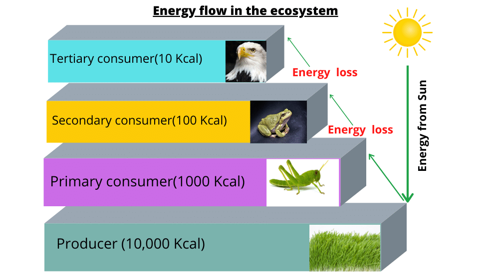energy flow in the ecosystem