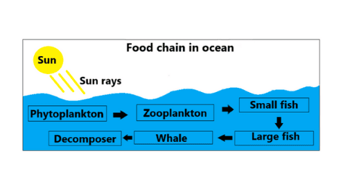 Food chain in ocean