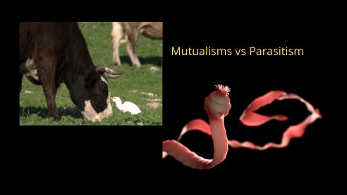 Mutualisms vs parasitism