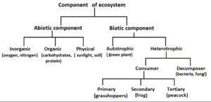 Components of ecosystem