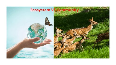 Ecosystem vs community