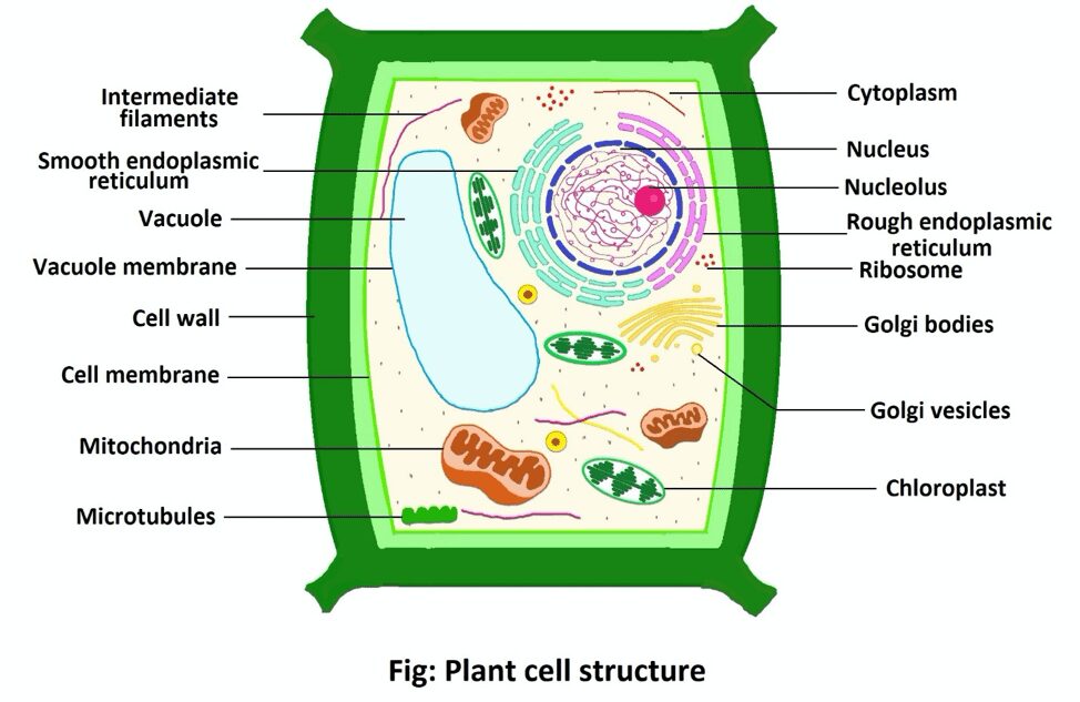 draw the typical Eukaryotic cell diagram with label? ​ - Brainly.in