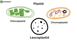 Plastids simple diagram