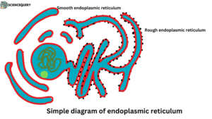 Simple diagram of endoplasmic reticulum
