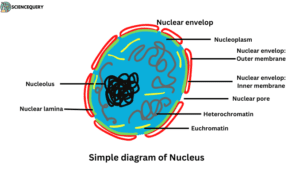 Simple diagram of nucleus