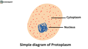 Simple diagram of protoplasm