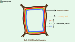 cell wall simple diagram