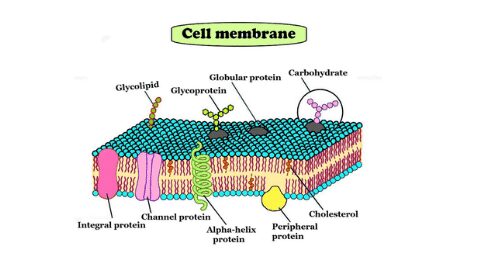 Cell membrane model: Types and definition