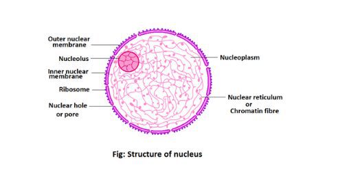 Nucleus structure and function