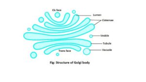 Golgi bodies structure
