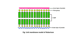 Unit membrane model