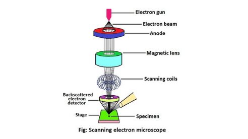 leugenaar Lima spier Scanning electron microscope (SEM): Structure and description -  sciencequery.com