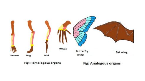 Homologous Organs And Analogous Organs 