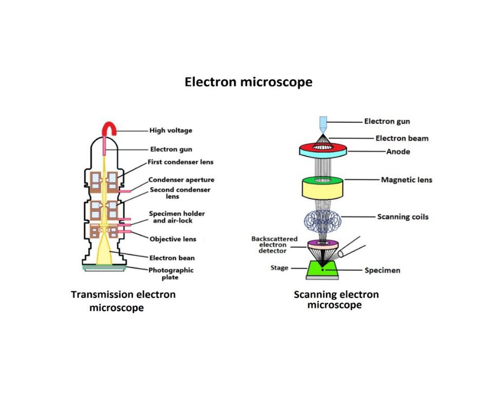 Thriller elektrode band Electron microscope: Definition and types - sciencequery.com