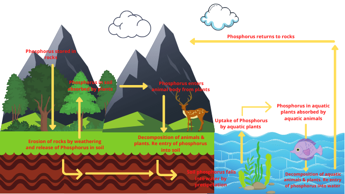 Phosphorus cycle