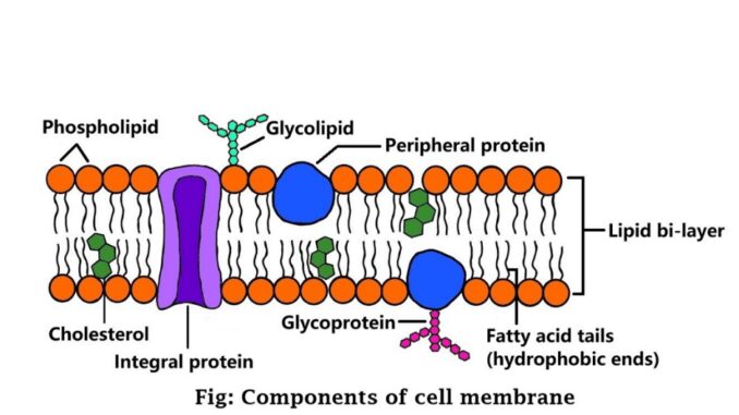 Example Sentence With The Word Cell Membrane