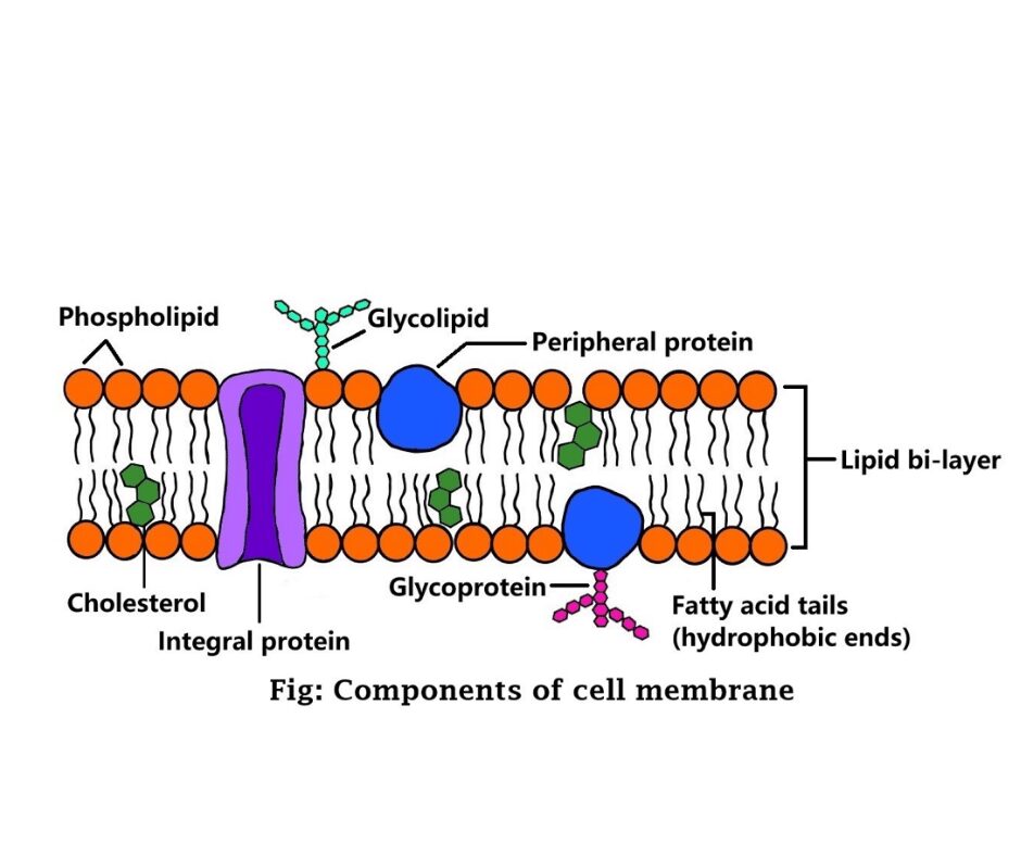 Components of cell membrane - ScienceQuery