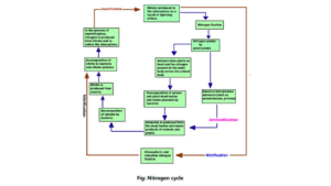 Flow chart of Nitrogen cycle