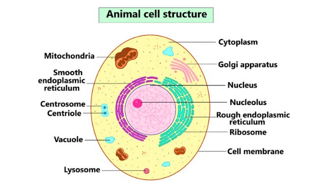 cell wall animal cell