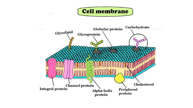 Cell Membrane Structure And Function