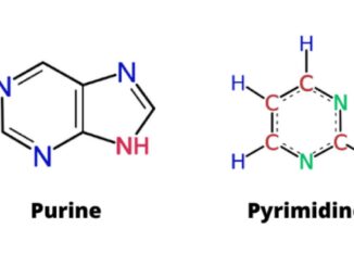 Purines vs pyrimidines