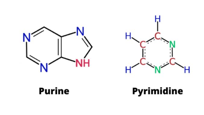 purines and pyrimidines in dna model