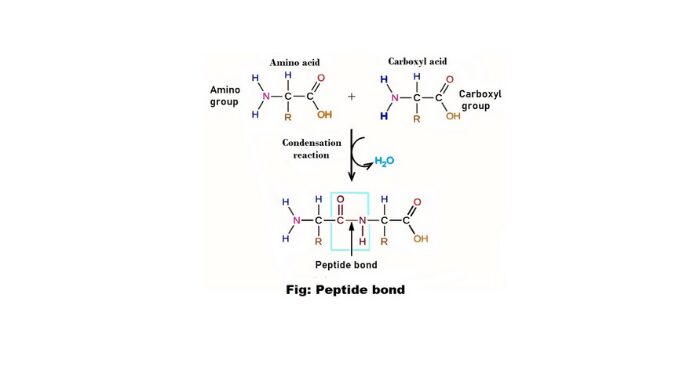 Peptide bonds