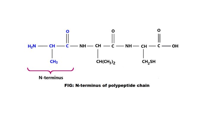 N Terminus Amino Acid