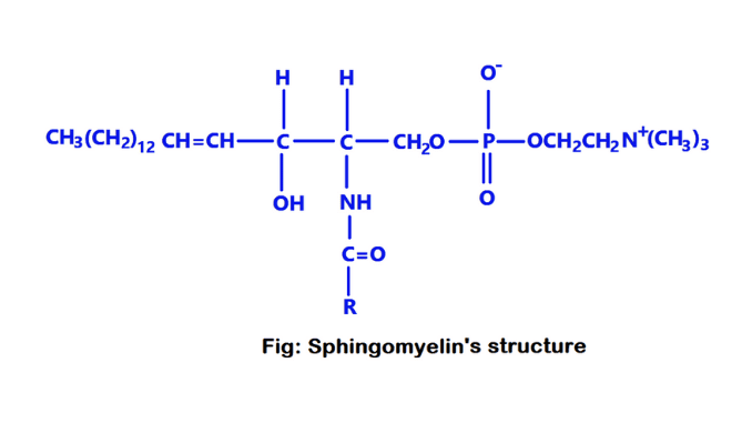 sphingomyelins